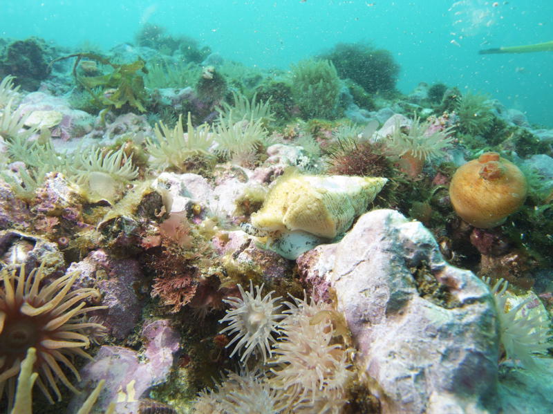 Typical underwater landscape below 12 meters with many crab, snails and see anemones (picture by Marco Oudshoorn)